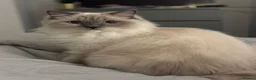 Ragdoll cats for sale: Ragdoll X Kittens  - Advert 1