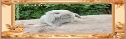 Mini Lop rabbits for sale: 🌻Beautiful Baby Mini Lops 🌻 Ready 5th & 11th Sep - Advert 6