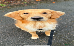 Golden Retriever dogs for sale: Perfect Golden Retriever Pups due 21st November!  - Image 9