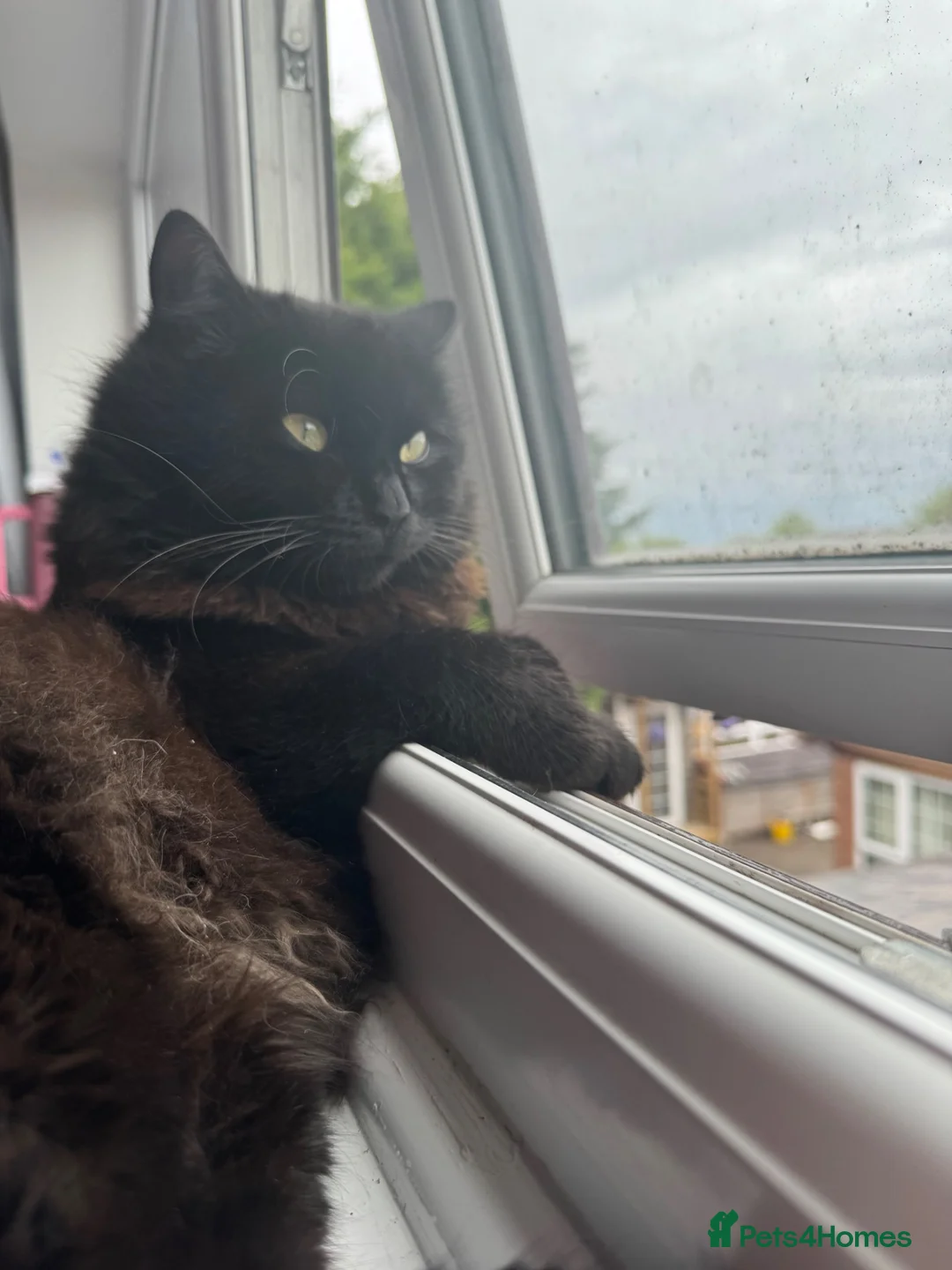 Mixed Breed cats for sale: Ragdoll cross ( mum full ragdoll dad half ragdoll) - Advert 2