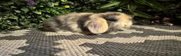 Mini Lop rabbits for sale: Superb pure bred mini lops available  - Advert 3