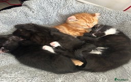 American Curl cats for sale: Kitten for sale - Image 3