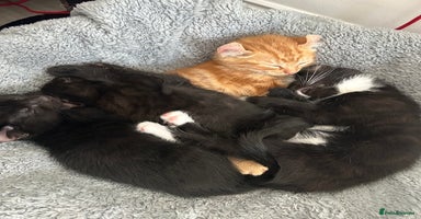 American Curl cats - Advert 3