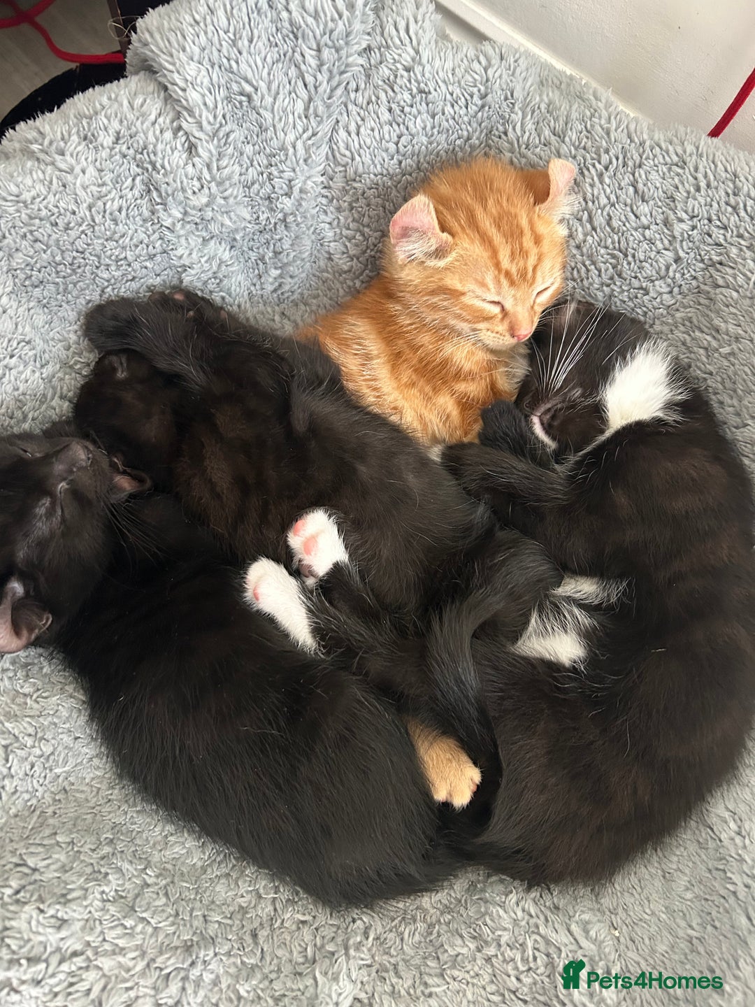 American Curl cats for sale: Kitten for sale - Image 3