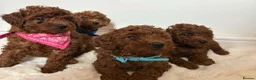 Toy Poodle dogs for sale: Red toy Poodle  - Advert 2