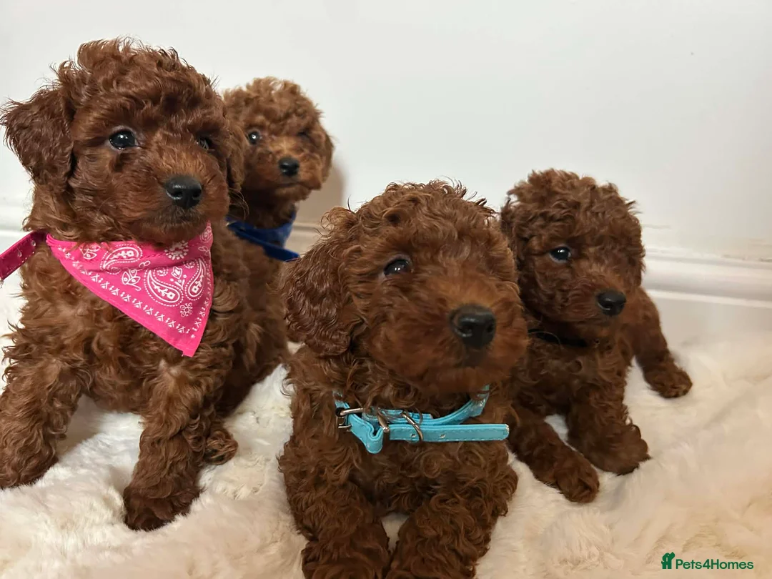 Toy Poodle dogs for sale: Red toy Poodle  - Advert 2