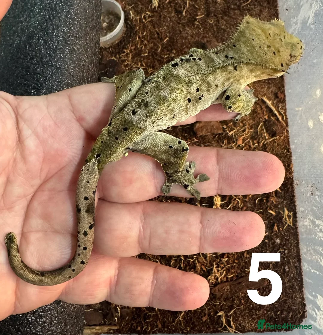 Gecko reptiles for sale: Baby crested geckos Birmingham - Advert 5