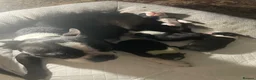 Boston Terrier dogs for sale: 3 female Boston Terrier ready to go - Advert 5