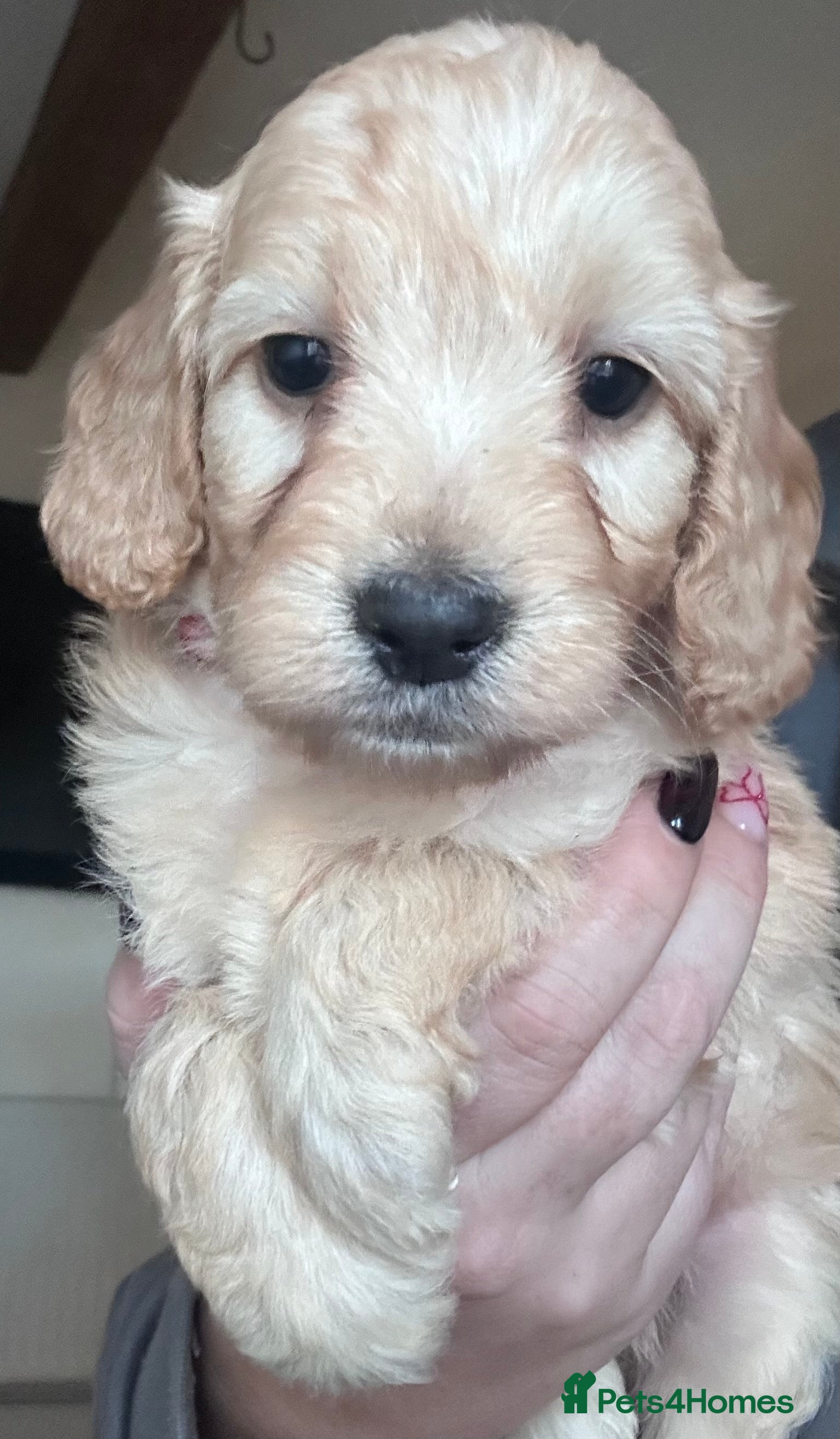 Cockapoo dogs LAST ONE - GORGEOUS LITTER OF COCKAPOO’S - Advert 12