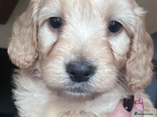 Cockapoo dogs GORGEOUS LITTER OF COCKAPOO’S - Advert 2