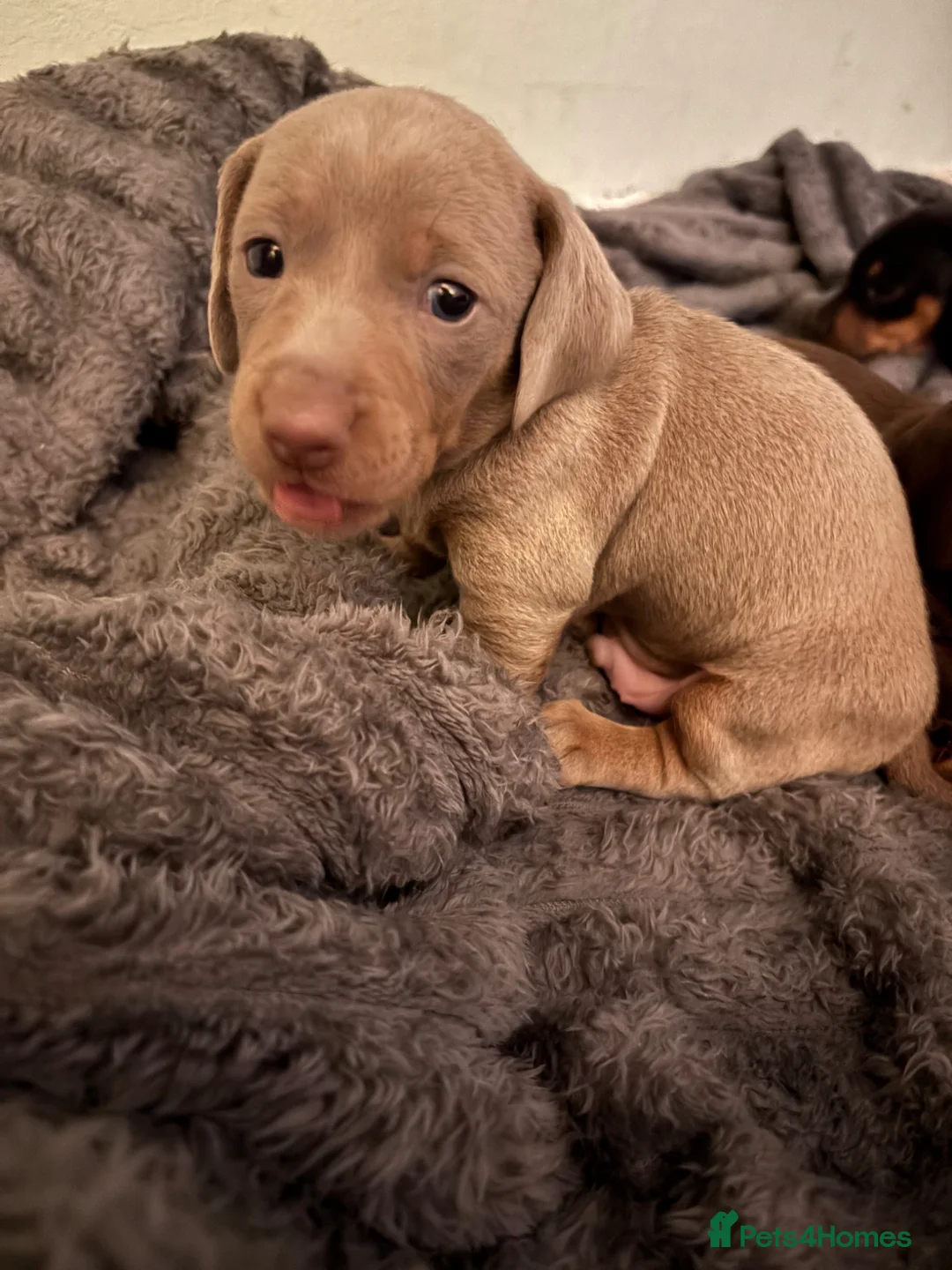 Miniature Dachshund dogs for sale: Miniature dachshund puppies for sale - Advert 1