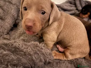 Miniature Dachshund dogs Miniature dachshund puppies for sale - Advert 5