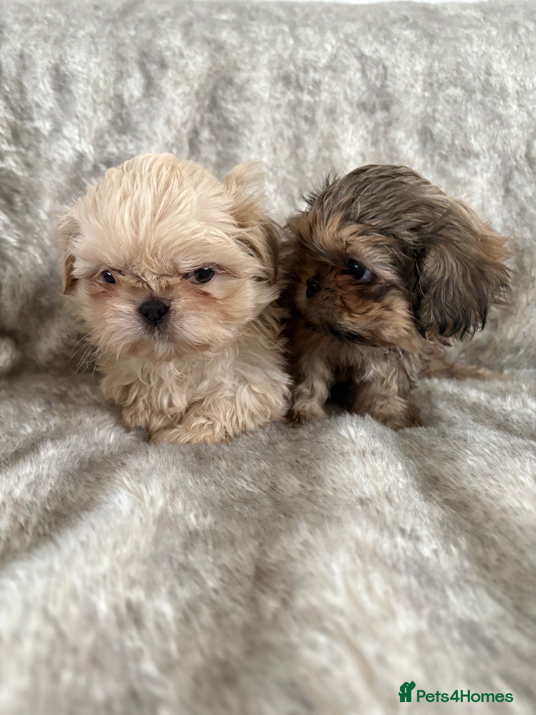 Shih Tzu dogs for sale: Reduced Ready now imperial Shihtzu  - Advert 3