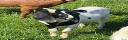 Goats livestock for sale: Anglo Nubian x goat wethers  - Advert 3