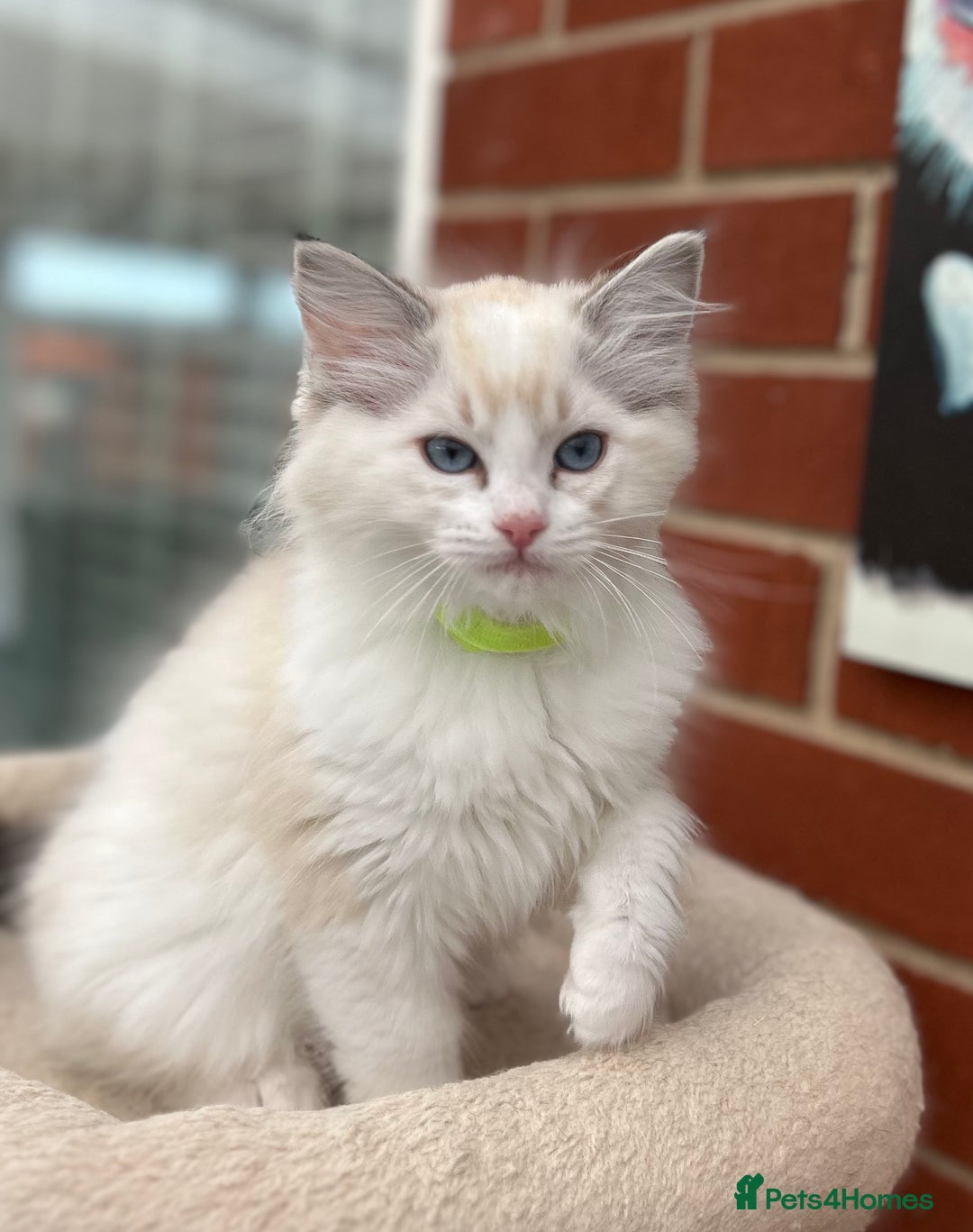 Ragdoll cats for sale: Gorgeous litter of bicolour kittens GCCF reg - Image 1