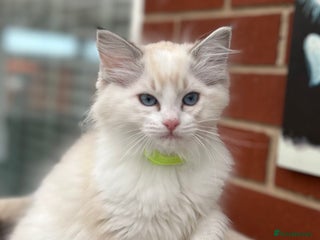 Ragdoll cats - Advert 30