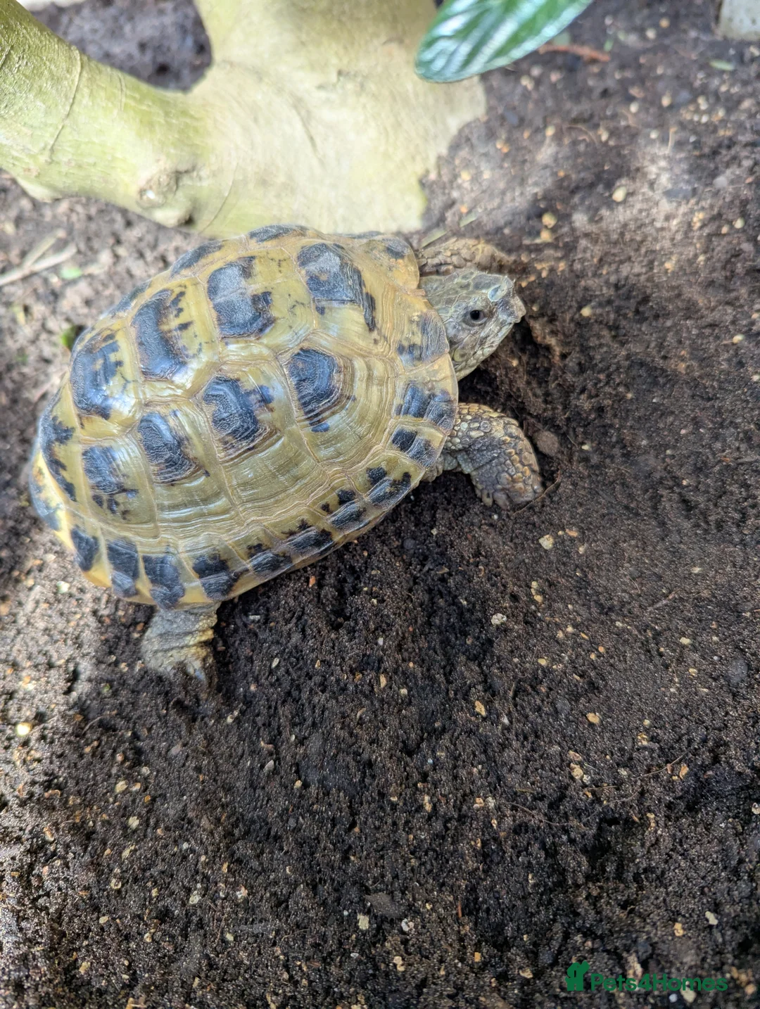 Tortoise reptiles for sale: Horsefield Tortoises - Advert 4