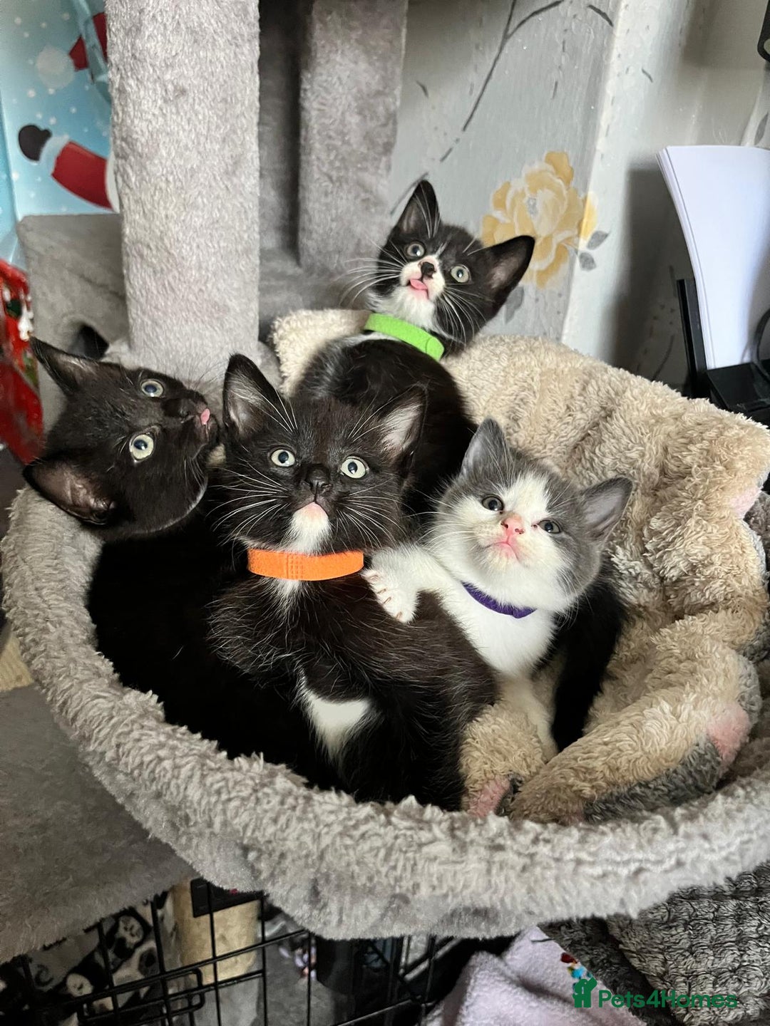 Mixed Breed cats for sale: 2 lovely/cutie male kittens, mothers half ragdoll - Advert 1