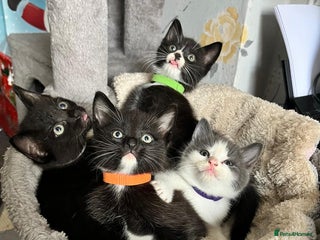 Mixed Breed cats 2 lovely/cutie male kittens, mothers half ragdoll - Advert 6