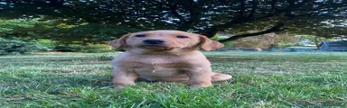 Labrador Retriever - Purple