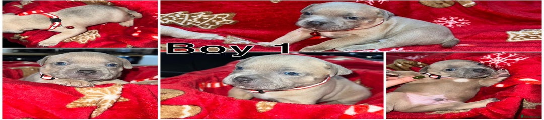 Staffordshire Bull Terrier Male 1