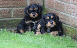 Cavapoo dogs for sale: F1 Cavapoo puppies for sale - Image 28