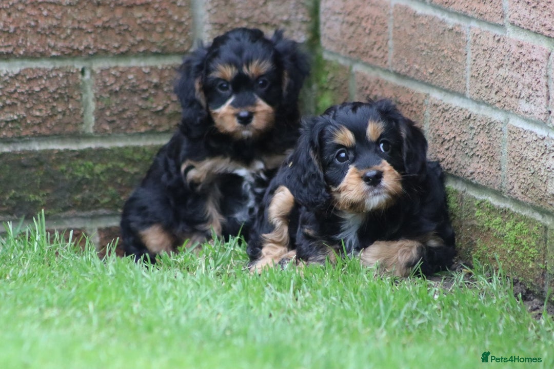 Cavapoo dogs for sale: F1 Cavapoo puppies for sale - Image 28