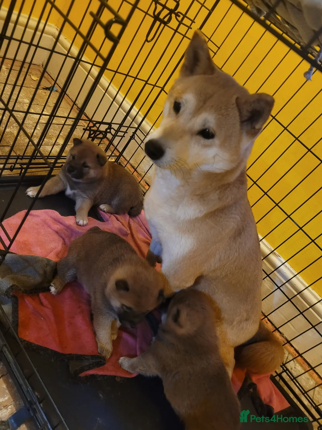 Japanese Shiba Inu dogs for sale: Japanes  shiba inu - Advert 3