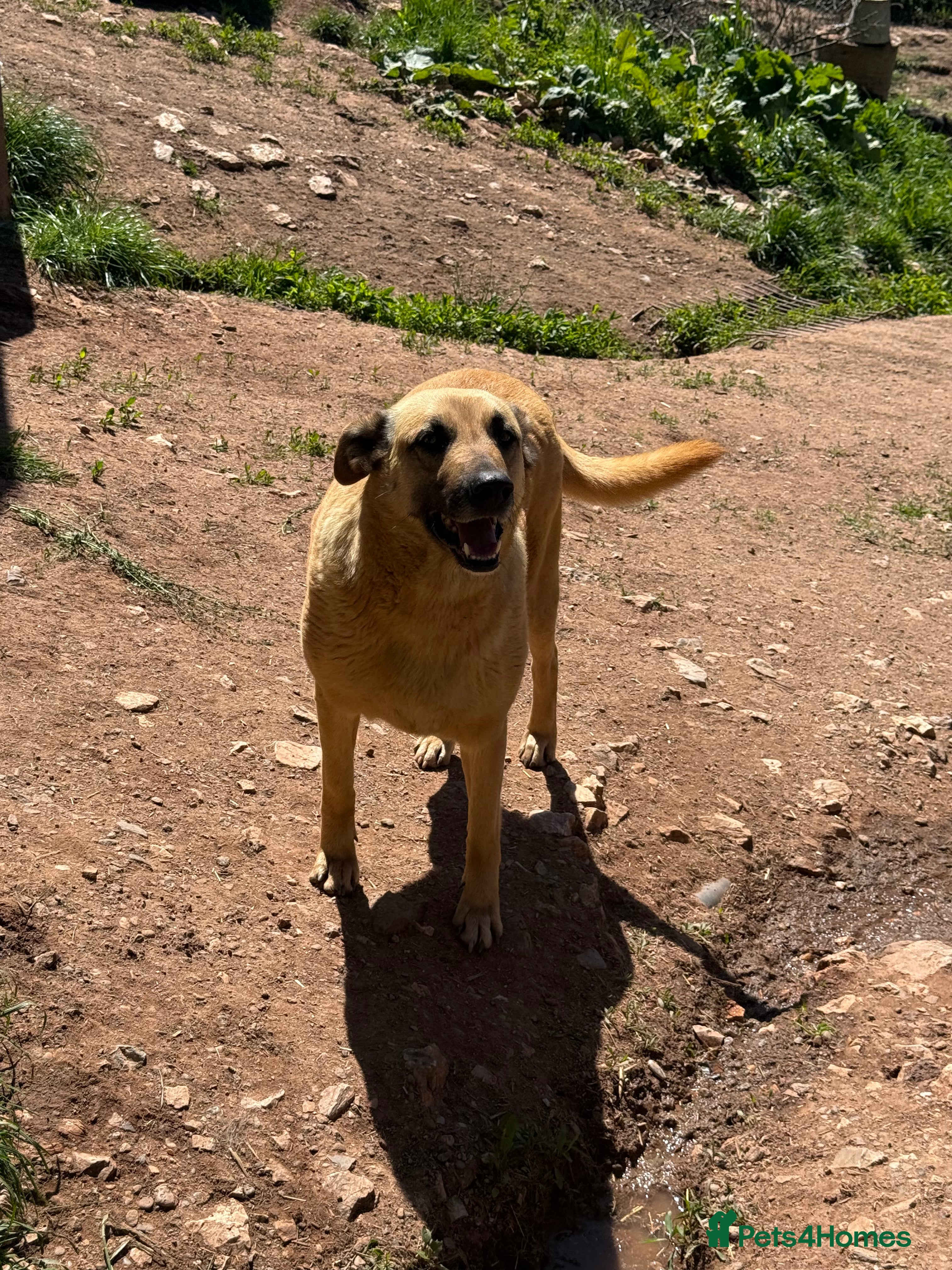 Mixed Breed dogs Mara 💜 - Advert 1