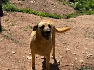 Mixed Breed dogs Mara 💜 - Advert 1