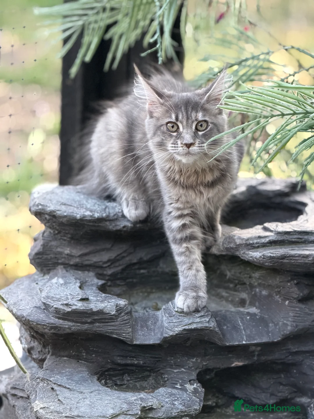 Maine Coon cats for sale: Last TICA registered girl Maine Coon - Advert 15