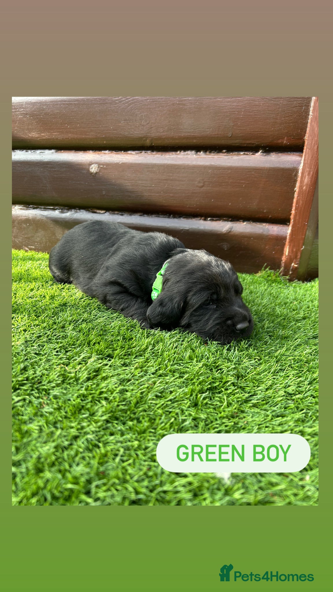 Cockerdor dogs 1 boy left Green boy 6 beautiful cockerdor puppies - Advert 1