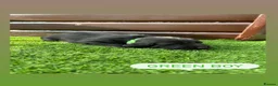 Cockerdor dogs for sale: 6 beautiful cockerdor puppies - Advert 10