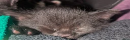 Mixed Breed cats for sale: 4 Beautiful kittens looking forever homes - Advert 9