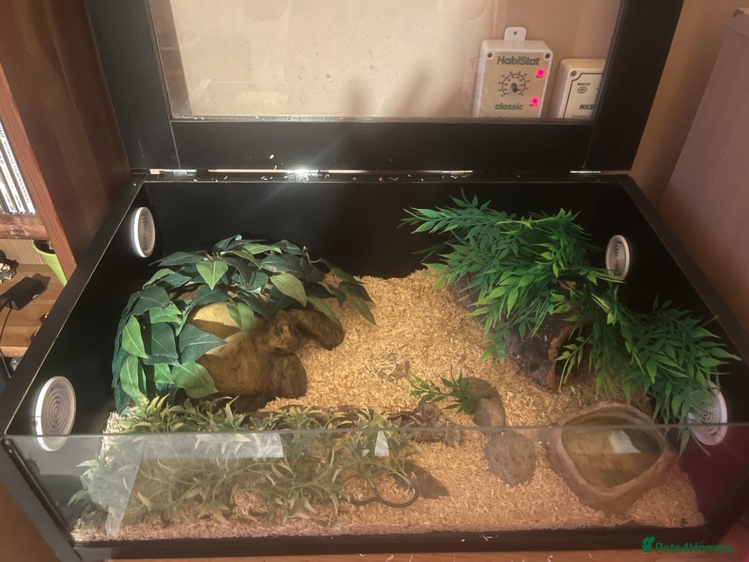 Python Snake reptiles for sale: Cyril the banana ball python - Image 6