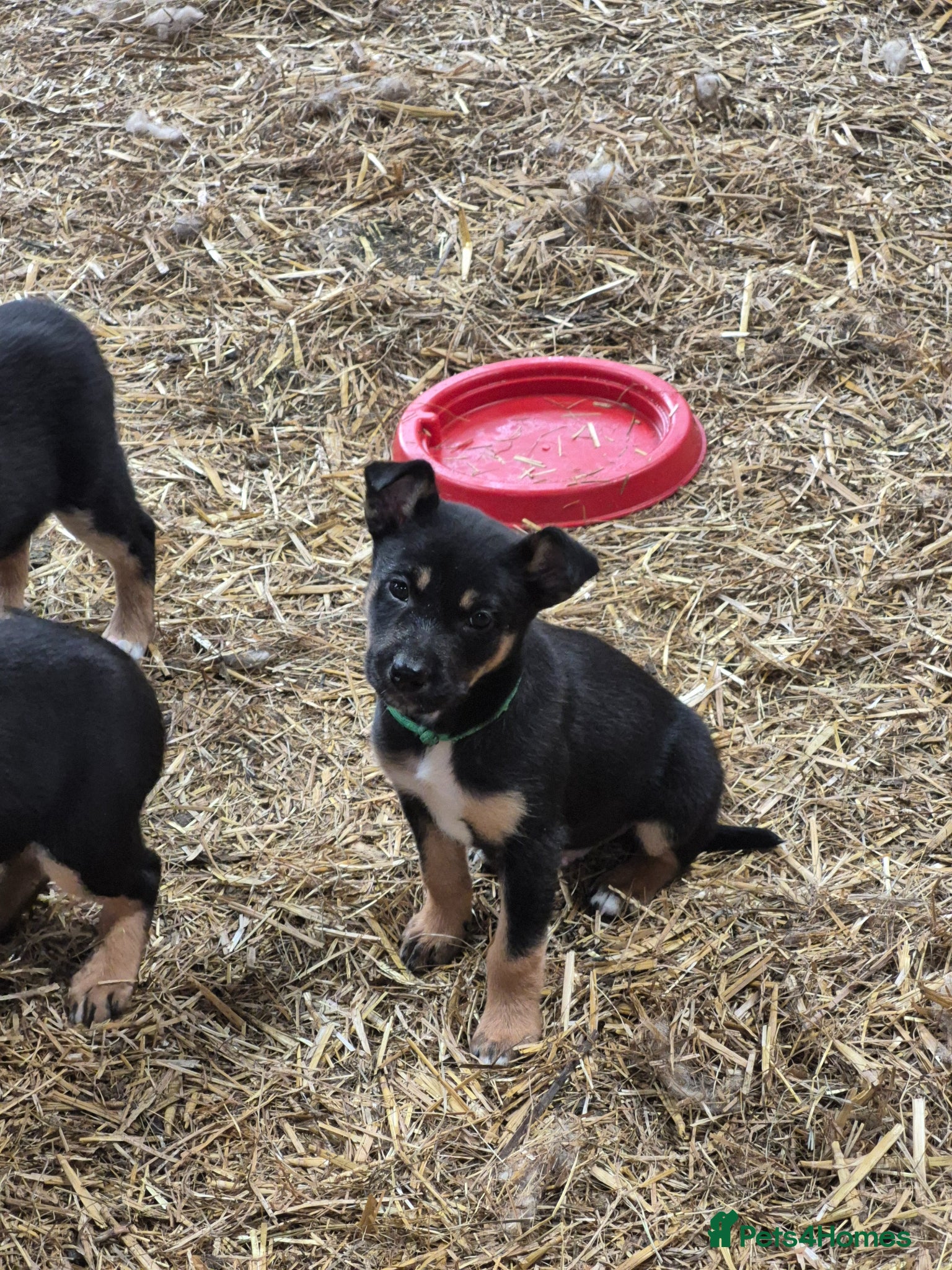 Mixed Breed dogs Working collie x kelpie puppies  - Advert 2