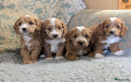 Cockapoo dogs for sale: Stunning red and golden F1 female cockapoo puppies - Image 4