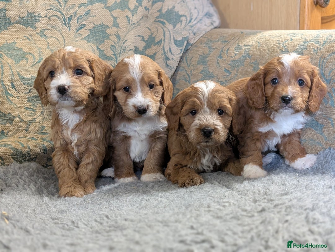 Cockapoo dogs for sale: Stunning red and golden F1 female cockapoo puppies - Image 4