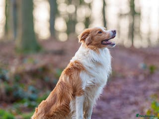 Border Collie dogs KC REG FULLY HEALTH TESTED EE RED/GOLD STUD in Doncaster - Advert 3