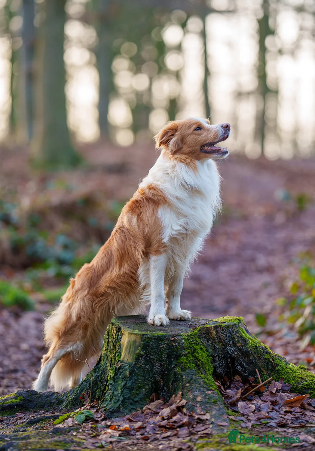 Border Collie dogs for stud: KC REG FULLY HEALTH TESTED EE RED/GOLD STUD  in Doncaster - Advert 1