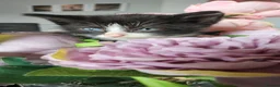 Mixed Breed cats for sale: Beautiful kittens  - Advert 3