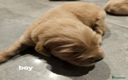 Golden Retriever dogs for sale: KC registered pedigree Golden Retriever pups - Image 8