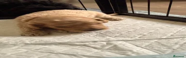 🐾 Male Puppy 1 – Beige 🖤🤍