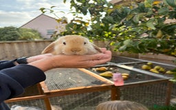 Mini Lop rabbits for sale: Gorgeous Mini Lop Bunny Rabbits - Image 10