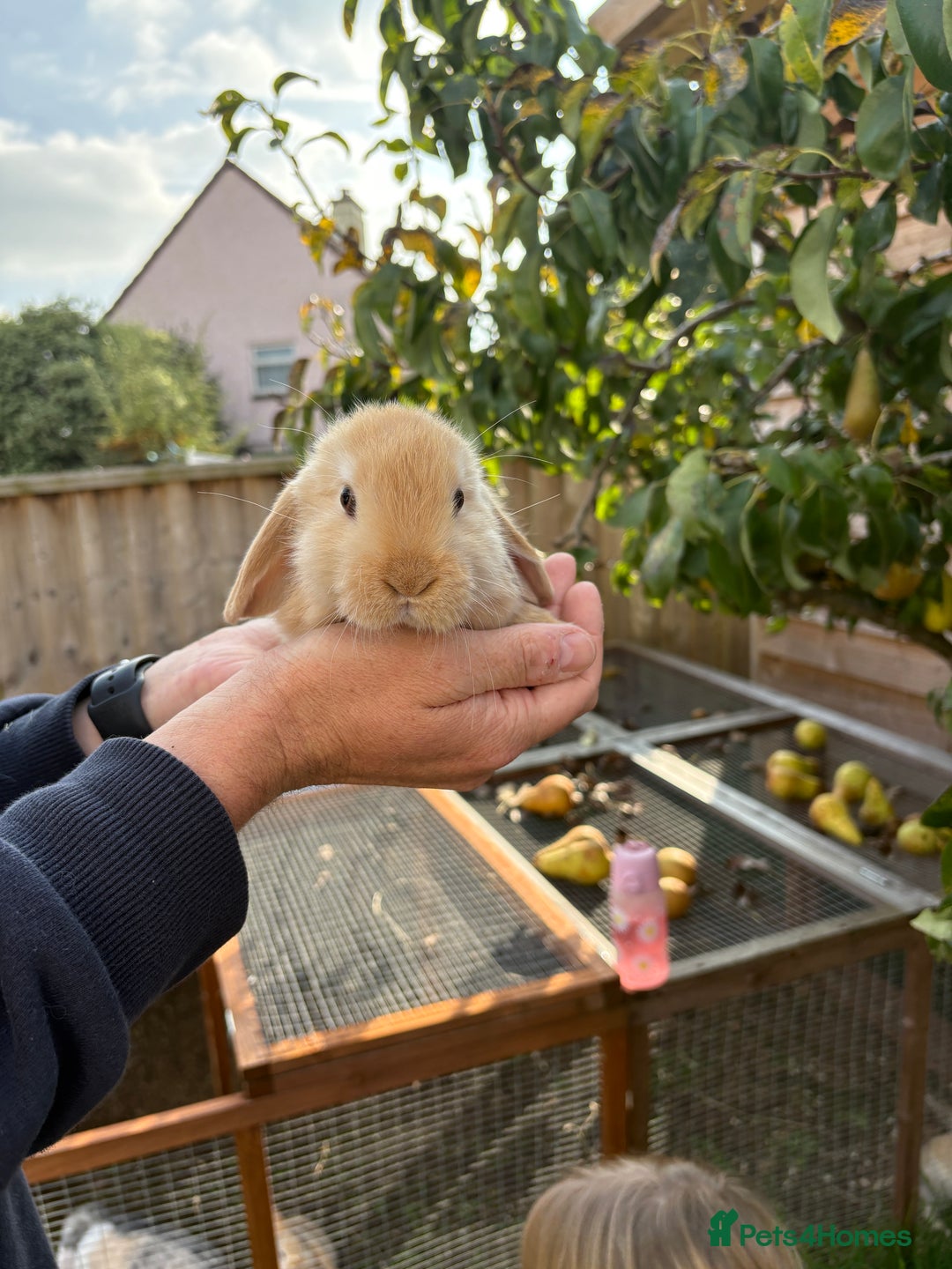 Mini Lop rabbits for sale: Gorgeous Mini Lop Bunny Rabbits - Image 10