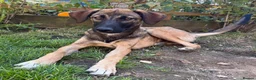 Mixed Breed dogs for sale: Adopt Hector 7 month old in foster in Hampshire - Advert 3