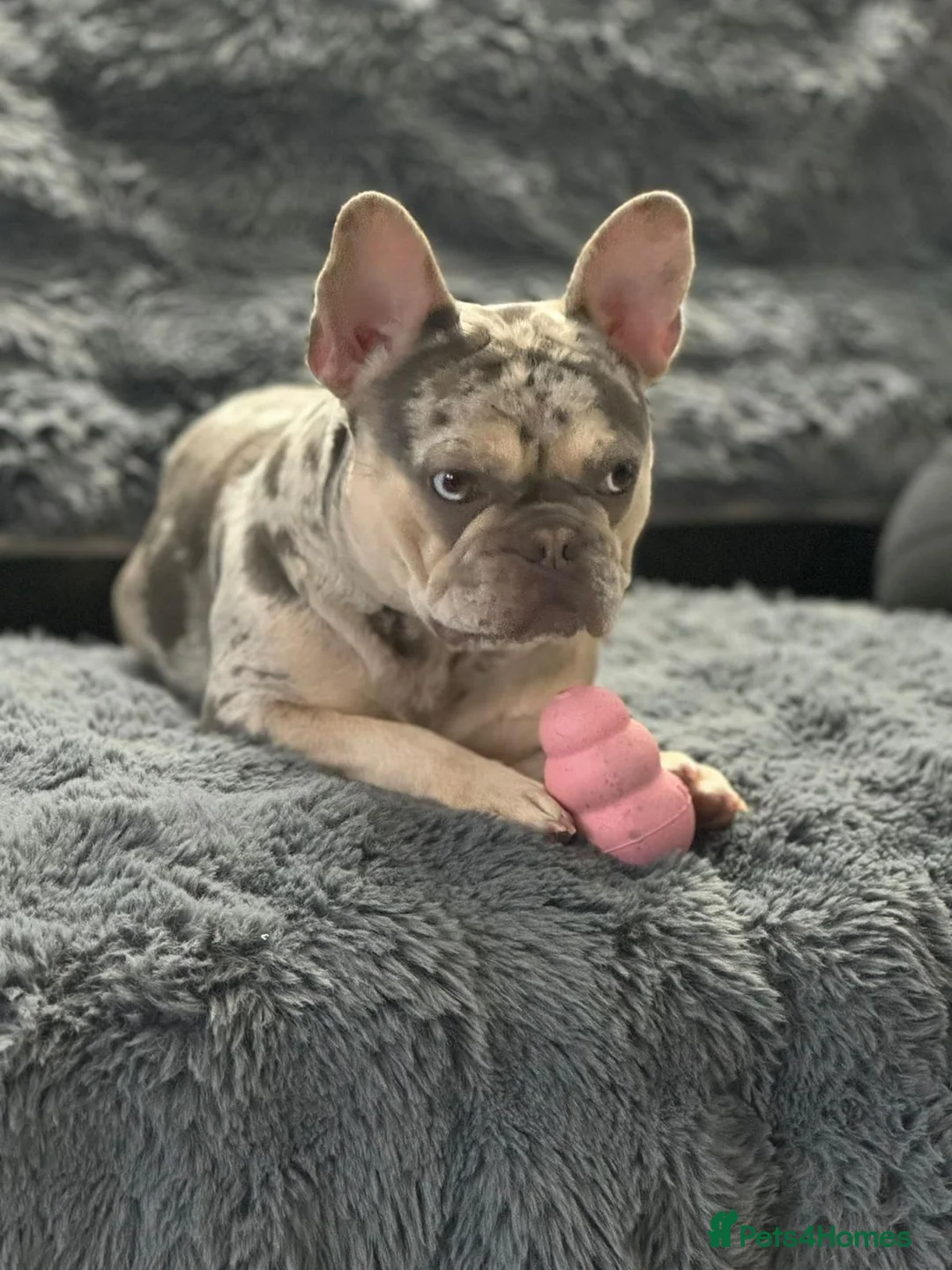 French Bulldog dogs for sale: Outstanding male lilac and tan  - Advert 7
