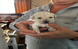 Poochon dogs for sale: Poochon Puppies - Image 5
