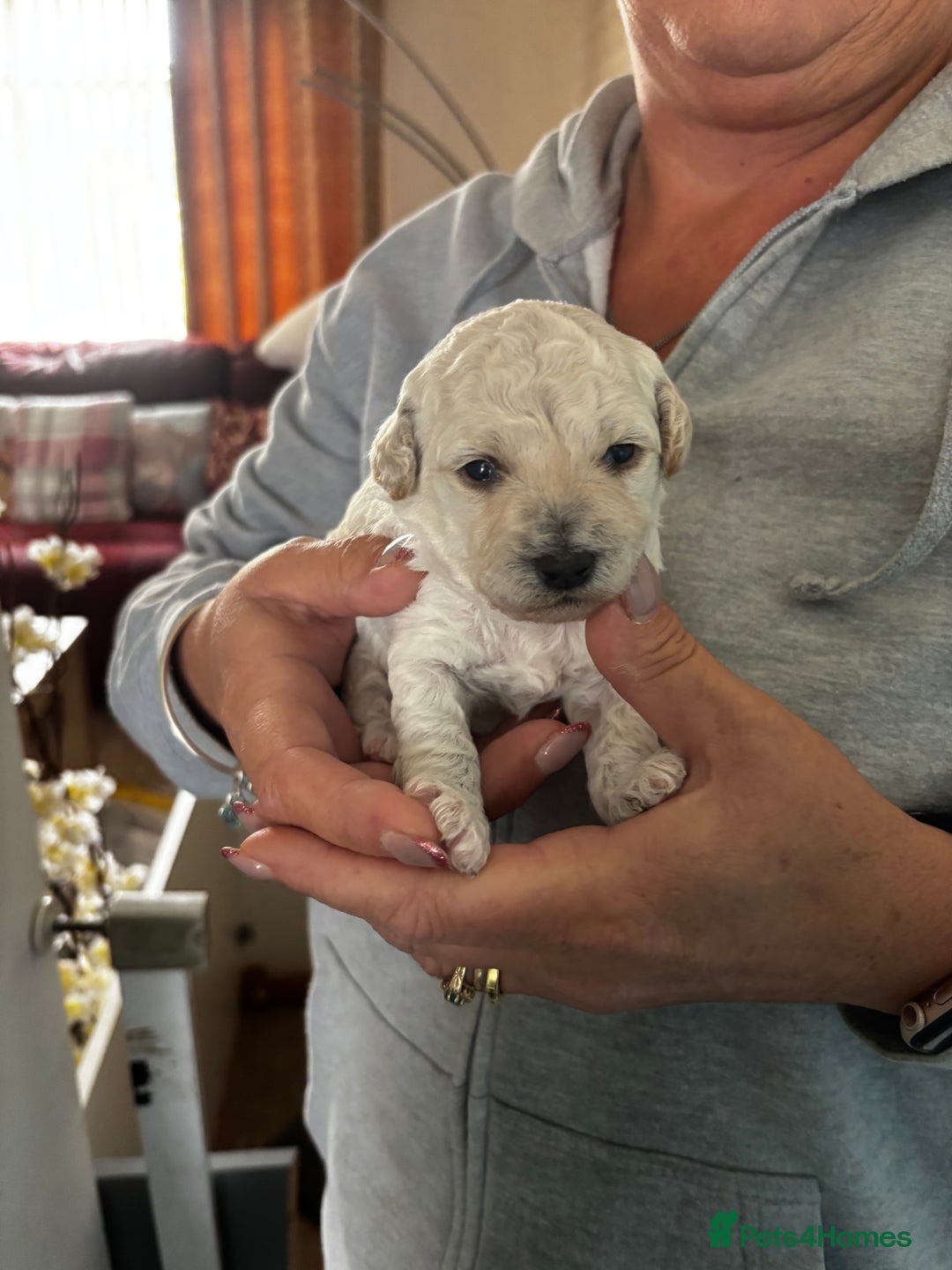 Poochon dogs for sale: Poochon Puppies - Image 5