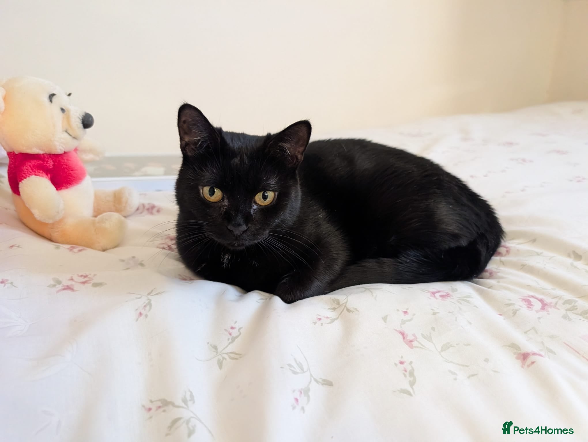 Mixed Breed cats 1 yr rescue cat desperately needs family to love - Advert 18